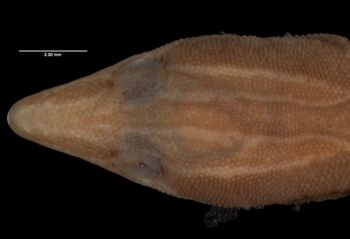Media type: image;   Herpetology R-132348